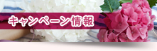 キャンペーン情報